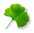 Estratto di Ginkgo Biloba