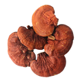 Estratto di corpo fruttifero di reishi