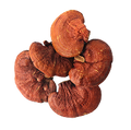 Reishi